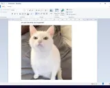 Ein wütendes weißes Kätzchen blickt aus einem Dokument in WordPad unter Windows 11.